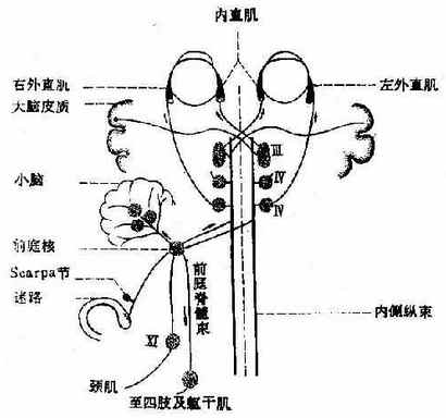 眼球运动神经的中枢连系