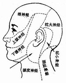 颜面三叉神经的分