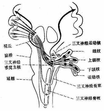 三叉神经中枢通路