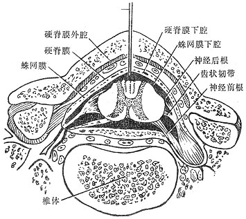 脊椎椎管的横切面