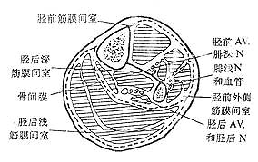 小腿胫前、外侧和胫后深、浅筋膜间室