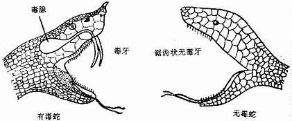 毒蛇与无毒蛇的区别