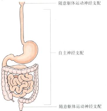 中医肠道的结构