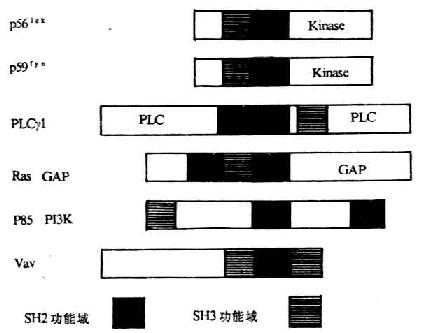 gtp和gdp医学_医学gdp是什么意思(3)