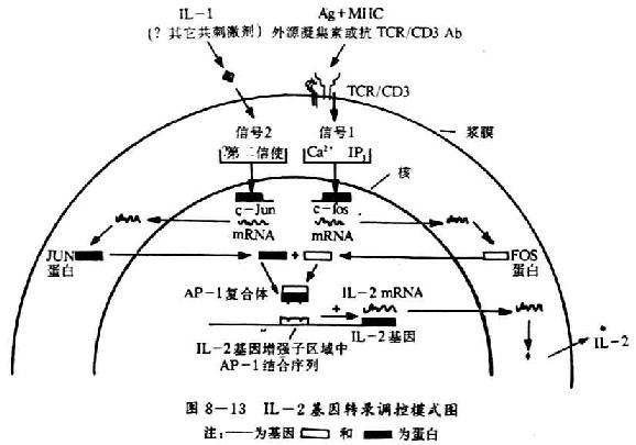 t细胞中多种细胞因子基因转录水平的tcr/cd3介导的刺激4hr后明显提高.