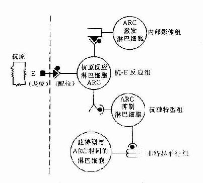 器官移植是什么原理_器官移植图片(3)