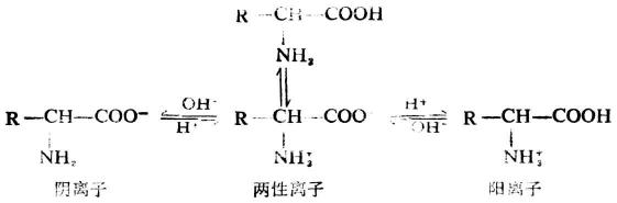 二、氨基酸的性质