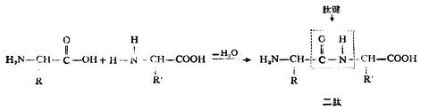 二、氨基酸的性质