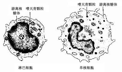 淋巴细胞与单核细胞超微结构模式图 