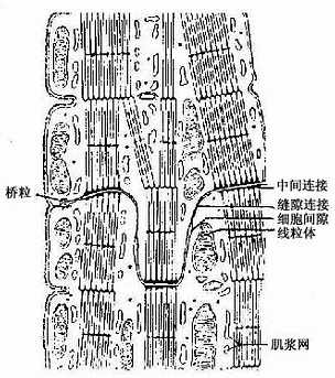 心肌纤维也含有粗,细两种肌丝,它们在肌节内的排列分布与骨骼肌纤维