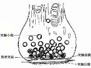 化学突触超微结构模式图 