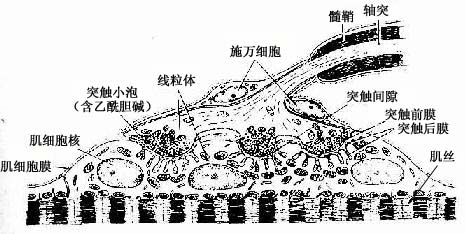 运动终板超微结构模图 