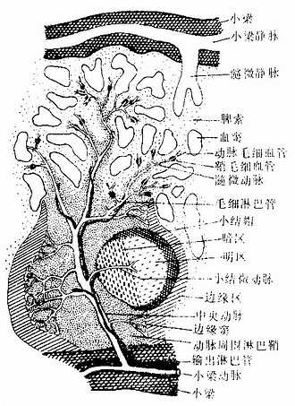 脾血液通路模式图 