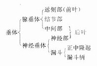 垂体（矢状切面） 