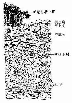 在齿状线以上的直肠粘膜结构与结肠相似.