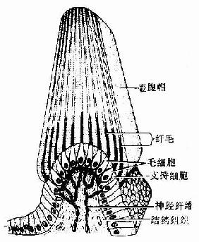 斑的形态较壶腹嵴平坦,表面上皮的结构与壶腹嵴相似,但毛细胞的毛较短