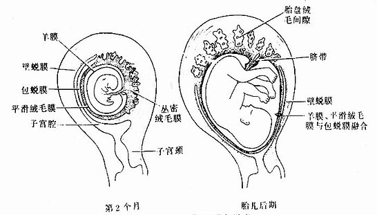 胎膜,蜕膜与胎盘